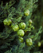 Load image into Gallery viewer, Cypress Essential Oil*
