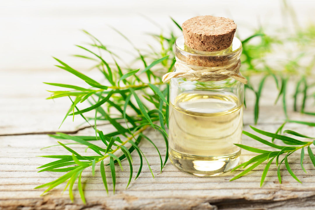 Tea Tree organic Essential Oil.