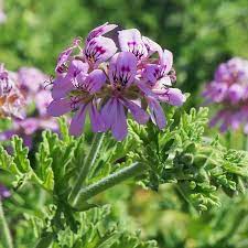 Geranium Hydrosol